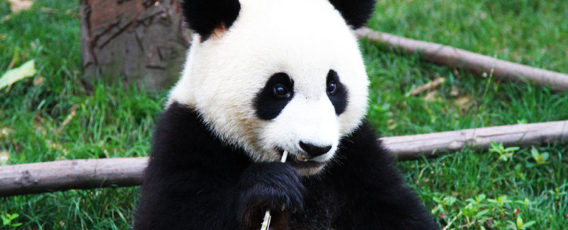 Cute Panda chewing on a bamboo shoot