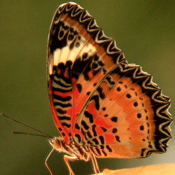 A Butterfly From the Far East