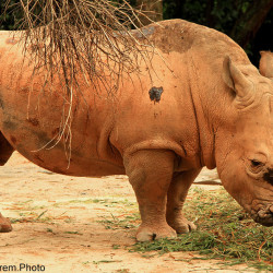 The Bull Rhino