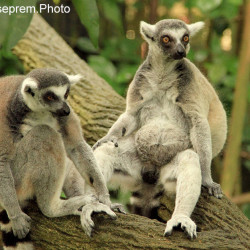 Lemur Mates